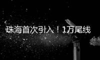 珠海首次引入！1万尾线纹海马成功“落户”