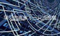 罕见的再审：一只流浪猫与24万元赔偿