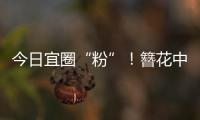 今日宜圈“粉”！簪花中华白海豚亮相