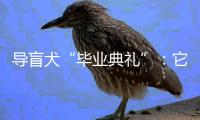 导盲犬“毕业典礼”：它们不仅是视障人士的“双眼”，更是心灵的伴侣