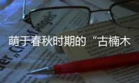 萌于春秋时期的“古楠木王”被盗割，11人获刑